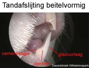 De tandafslijting bij een cavia